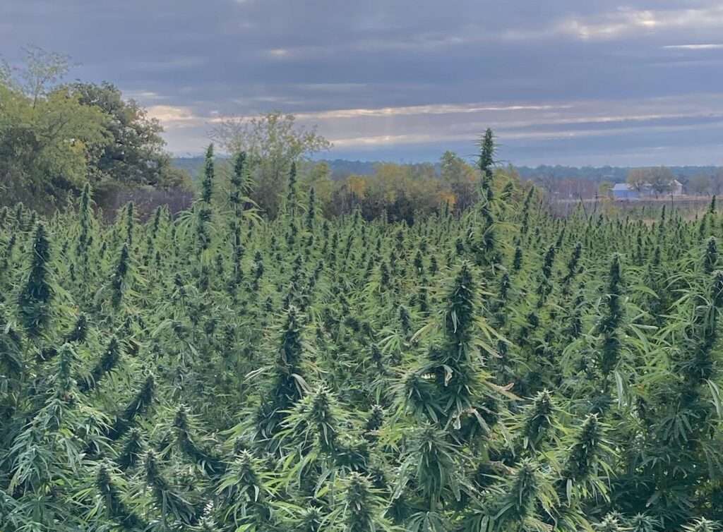 field of hemp plants at Tejas Hemp
